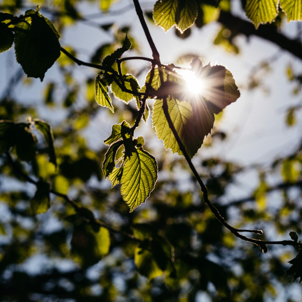sun_rays_through_hazel_leaves